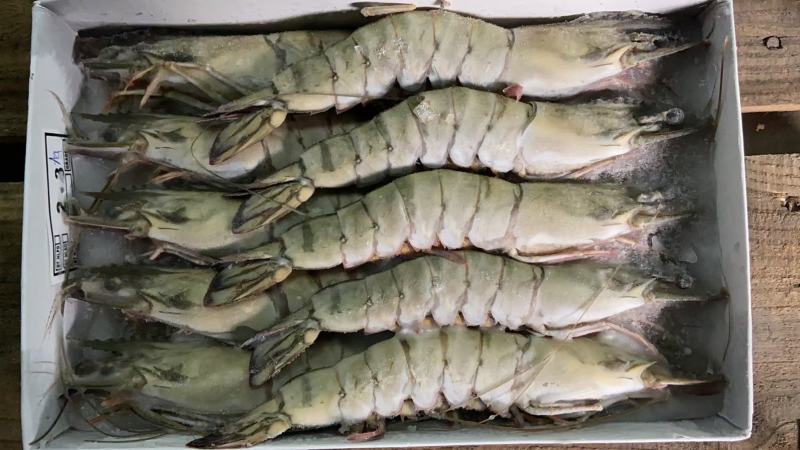 生冻黑虎虾全规格，550克/盒，一件10盒，上海现货