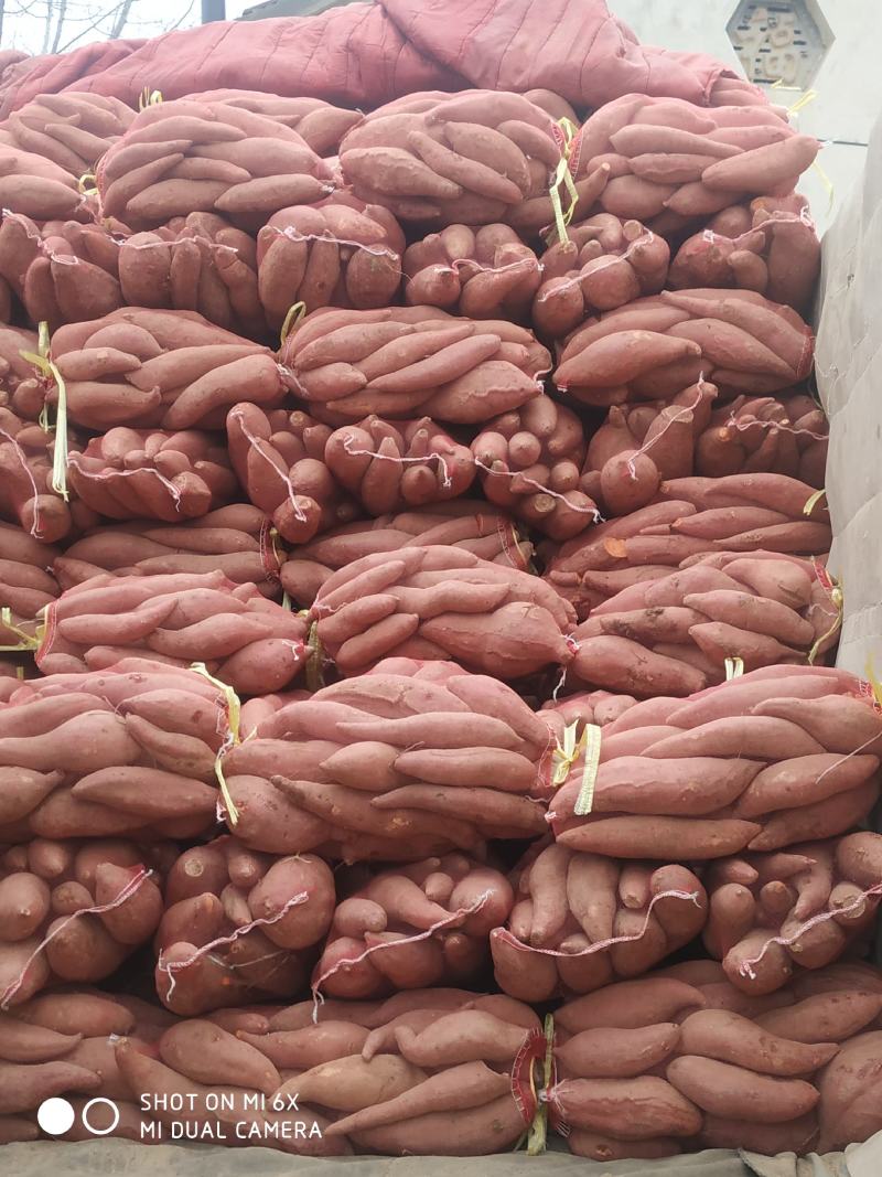 【红薯】西瓜红瓜形好无沟眼价格合理量大从优