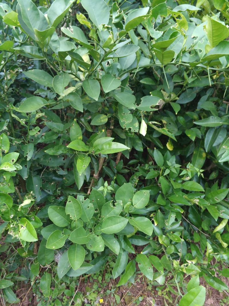 实生柚子苗酸柚苗嫁接粘木基地直发量大从优