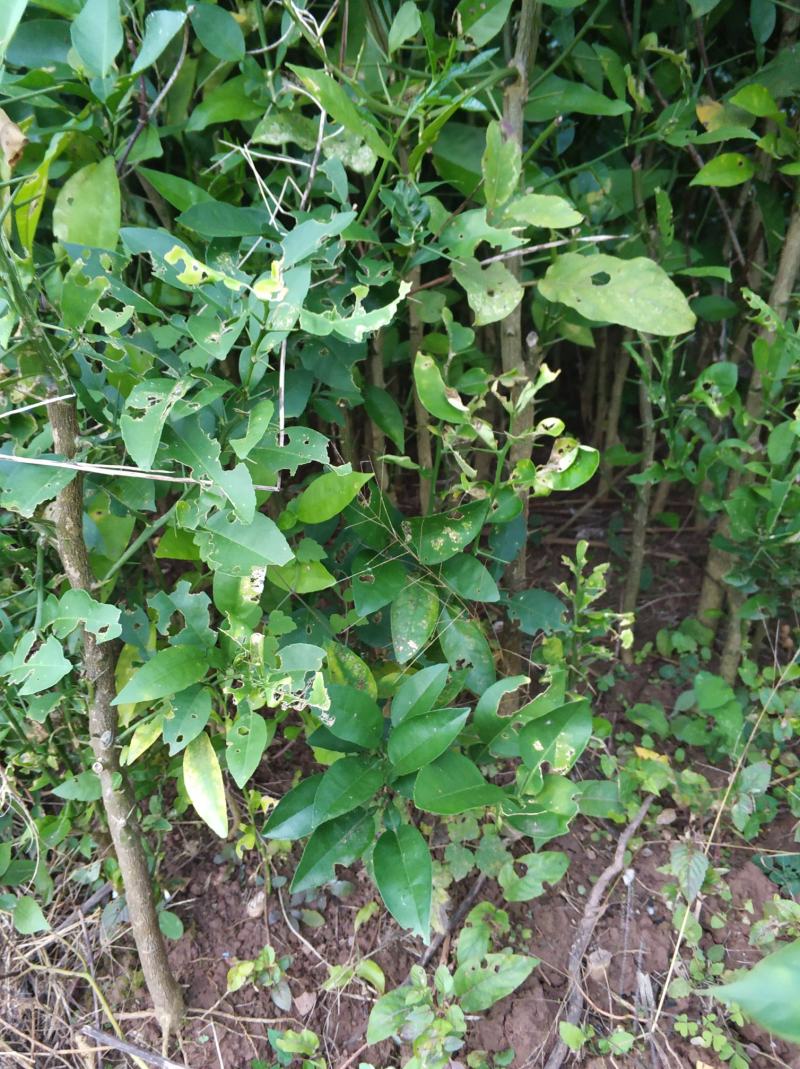 实生柚子苗酸柚苗嫁接粘木基地直发量大从优