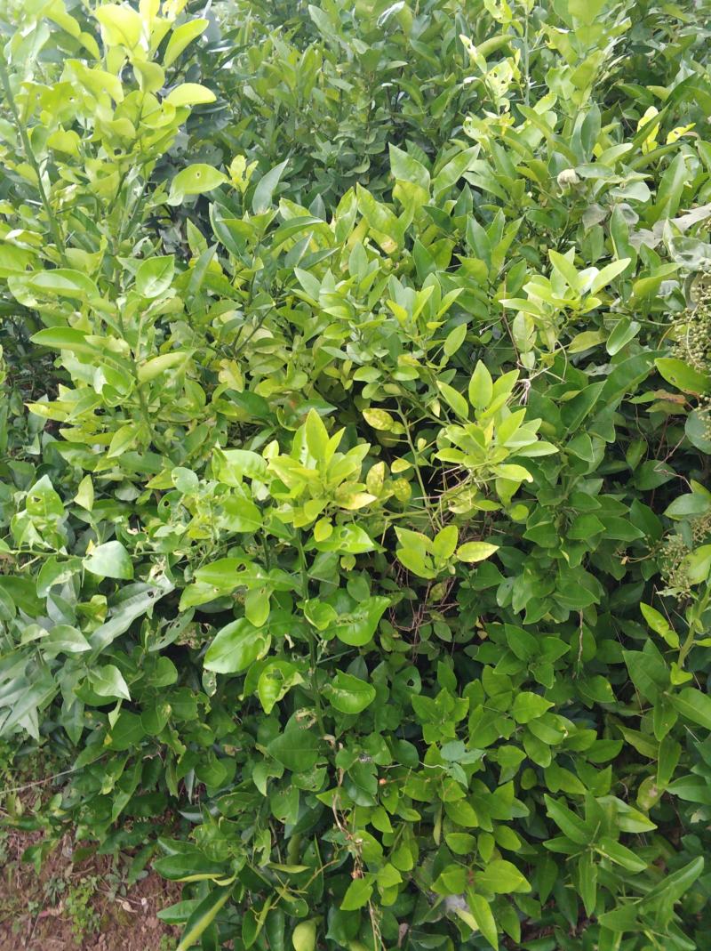 实生柚子苗酸柚苗嫁接粘木基地直发量大从优