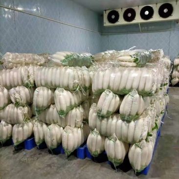 湖北白萝卜精品白萝卜农家自种萝卜现摘现卖