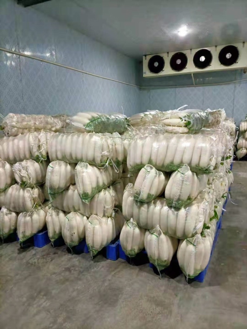 湖北白萝卜精品白萝卜农家自种萝卜现摘现卖