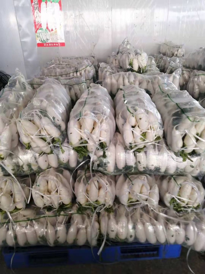 湖北白萝卜精品白萝卜农家自种萝卜现摘现卖