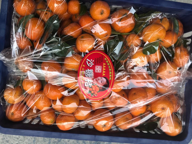 广西正宗沙糖桔，果园果专业种植，颜色鲜艳，口感好