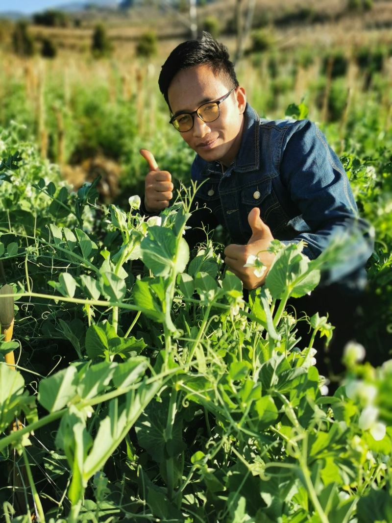 长寿仁豌豆彝族俐侎人