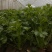 精品香菜优质香菜产地直发信誉第一大量上市