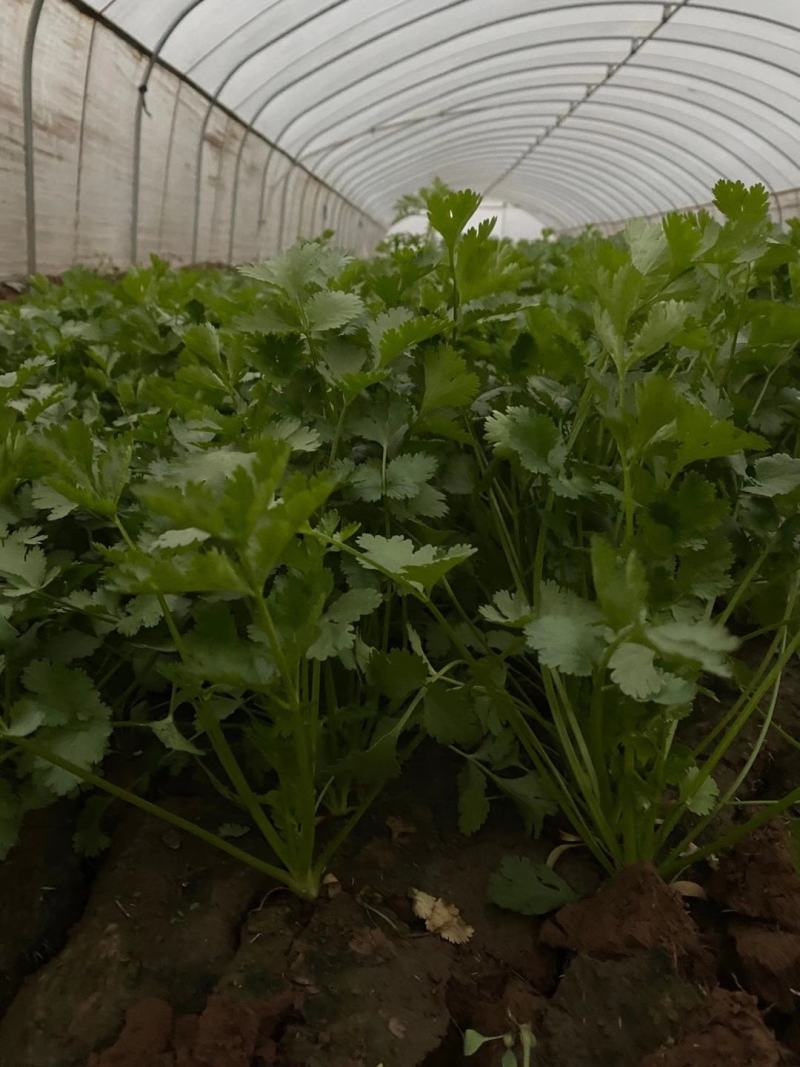 精品香菜优质香菜产地直发信誉第一大量上市