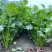 精品香菜优质香菜产地直发信誉第一大量上市