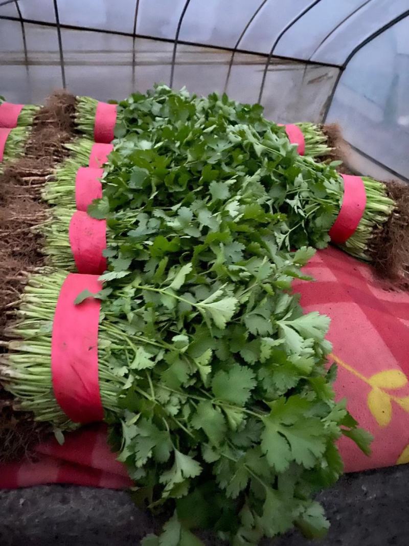 精品香菜优质香菜产地直发信誉第一大量上市