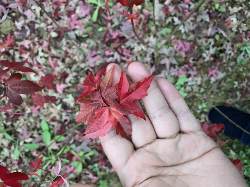 三角枫种子三角枫种子三角枫种子三角枫种子。枫树种子