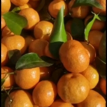 沙糖桔，红红的，皮薄，汁多，口感好