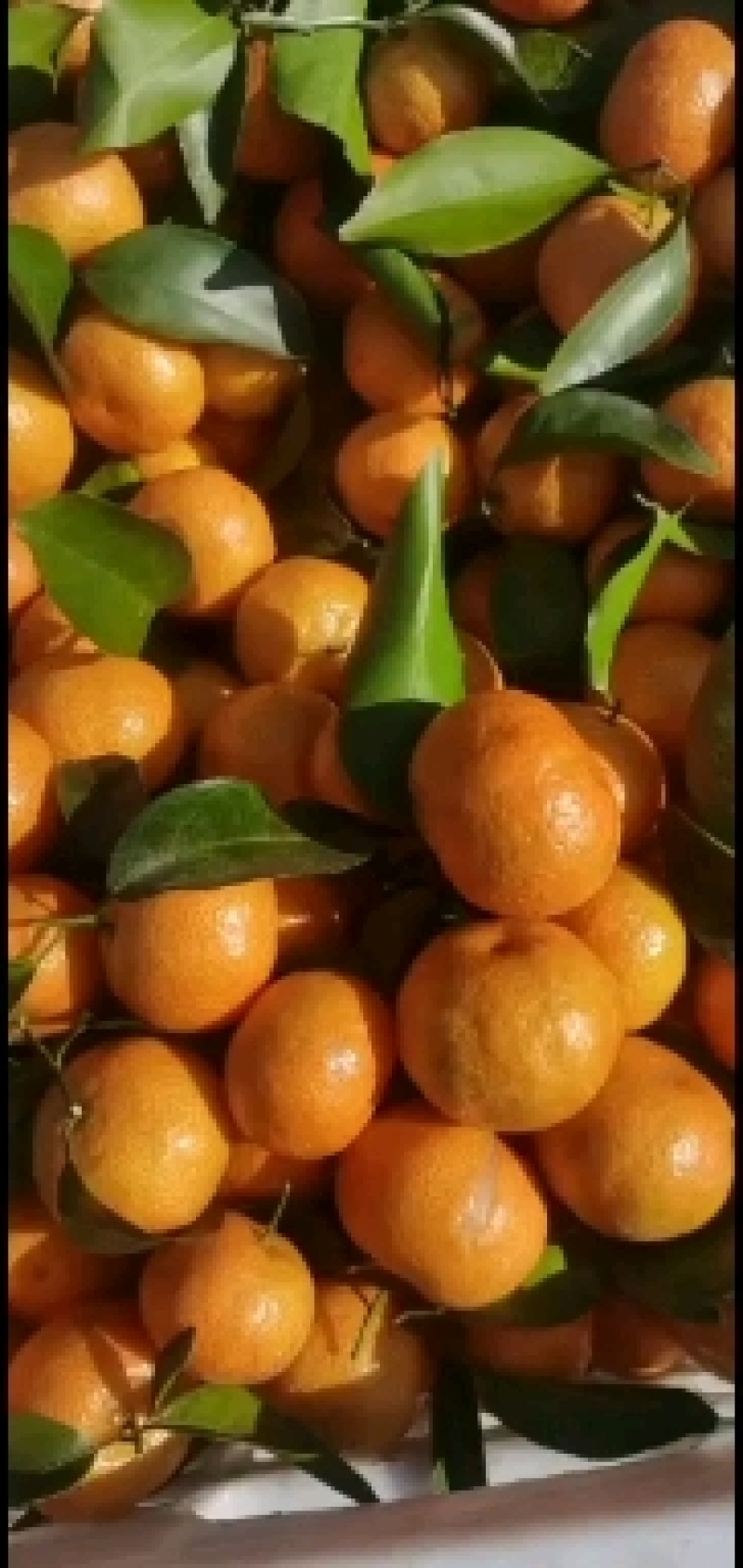 沙糖桔，红红的，皮薄，汁多，口感好