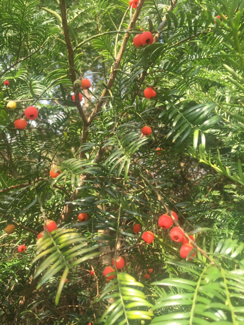 红豆杉种子红豆杉种子红豆杉种子红豆杉种子红豆杉种子