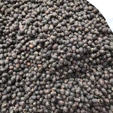 红豆杉种子红豆杉种子红豆杉种子红豆杉种子红豆杉种子
