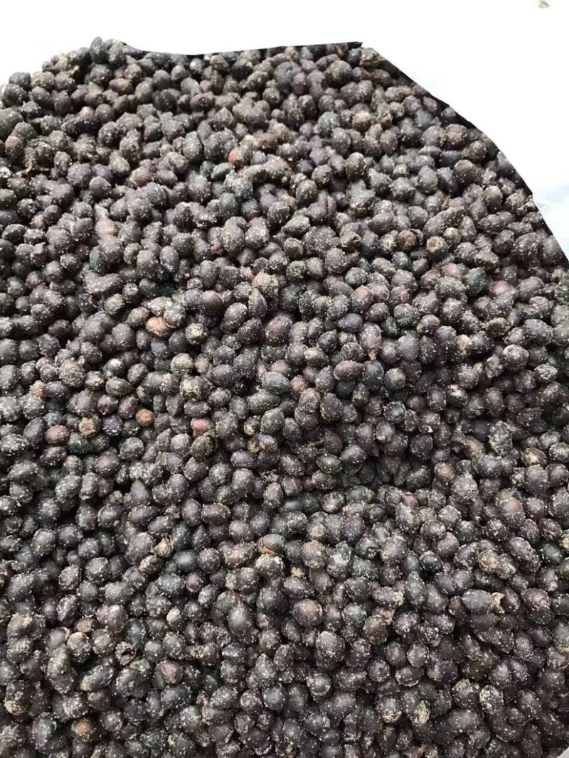红豆杉种子红豆杉种子红豆杉种子红豆杉种子红豆杉种子