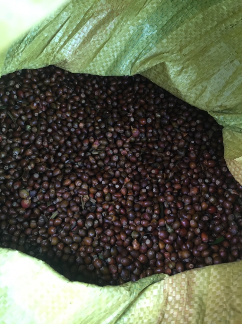 红豆杉种子红豆杉种子红豆杉种子红豆杉种子红豆杉种子