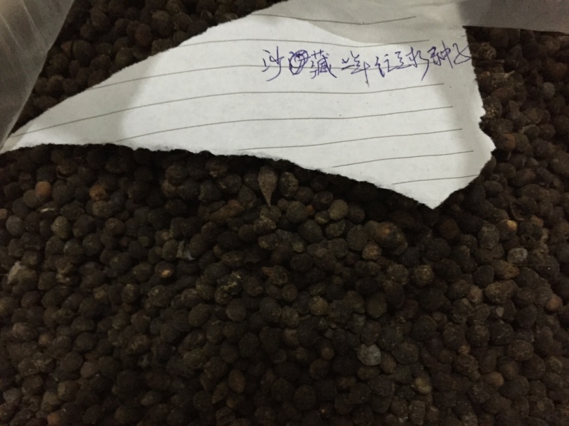 红豆杉种子红豆杉种子红豆杉种子红豆杉种子红豆杉种子