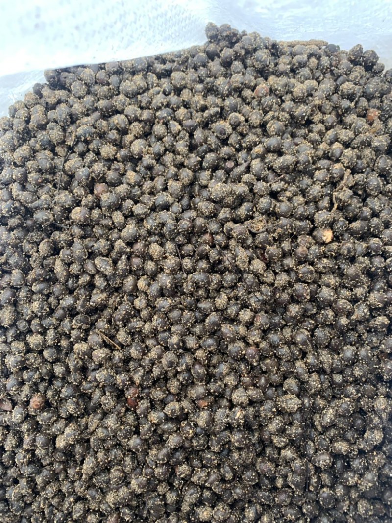 红豆杉种子红豆杉种子红豆杉种子红豆杉种子红豆杉种子