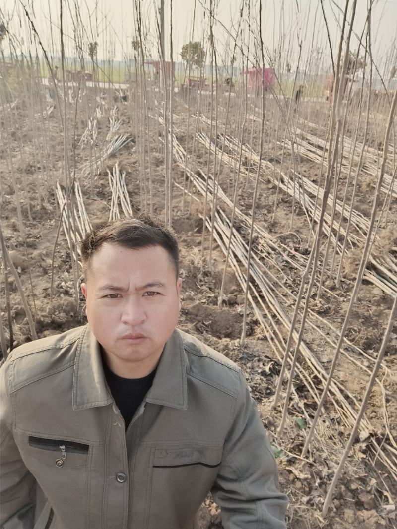 杜仲苗1到6公分清地处理100万棵低于市场价免手技术指导