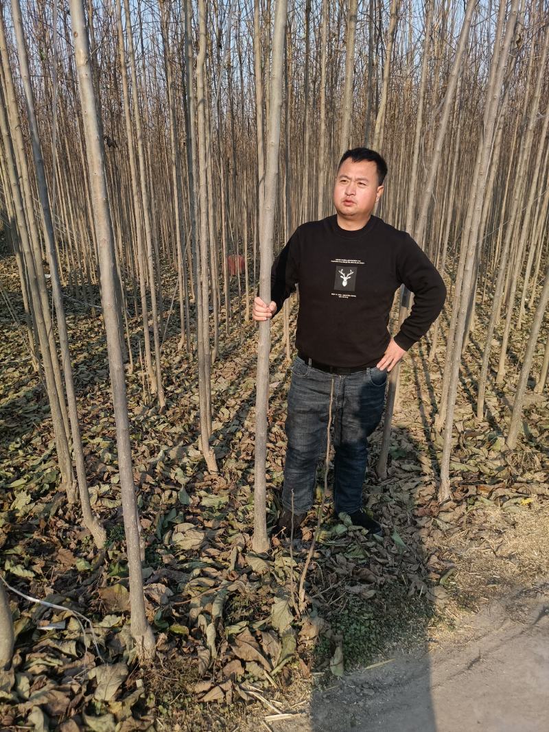 杜仲苗1到6公分清地处理100万棵低于市场价免手技术指导
