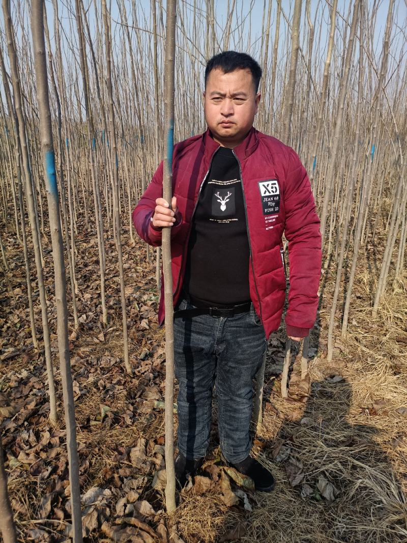 杜仲苗1到6公分清地处理100万棵低于市场价免手技术指导