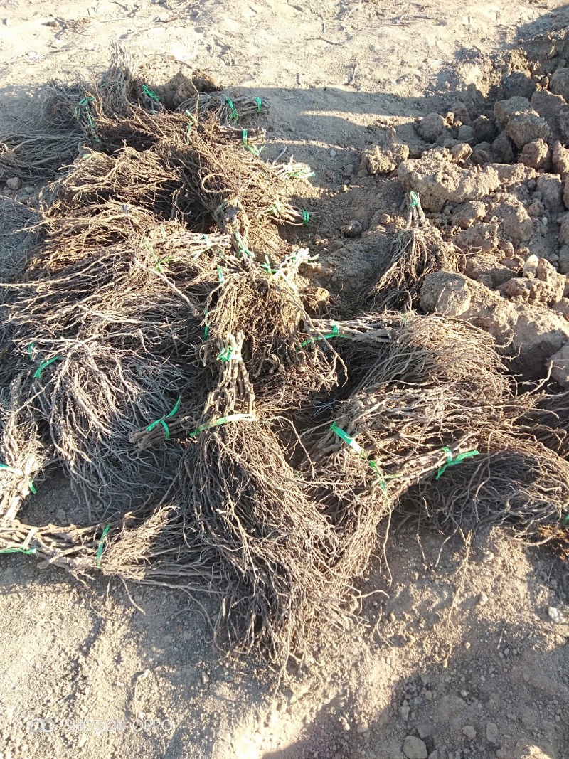 正综宝光葡萄苗中熟自然大粒大好管理，草莓香味，保纯保活