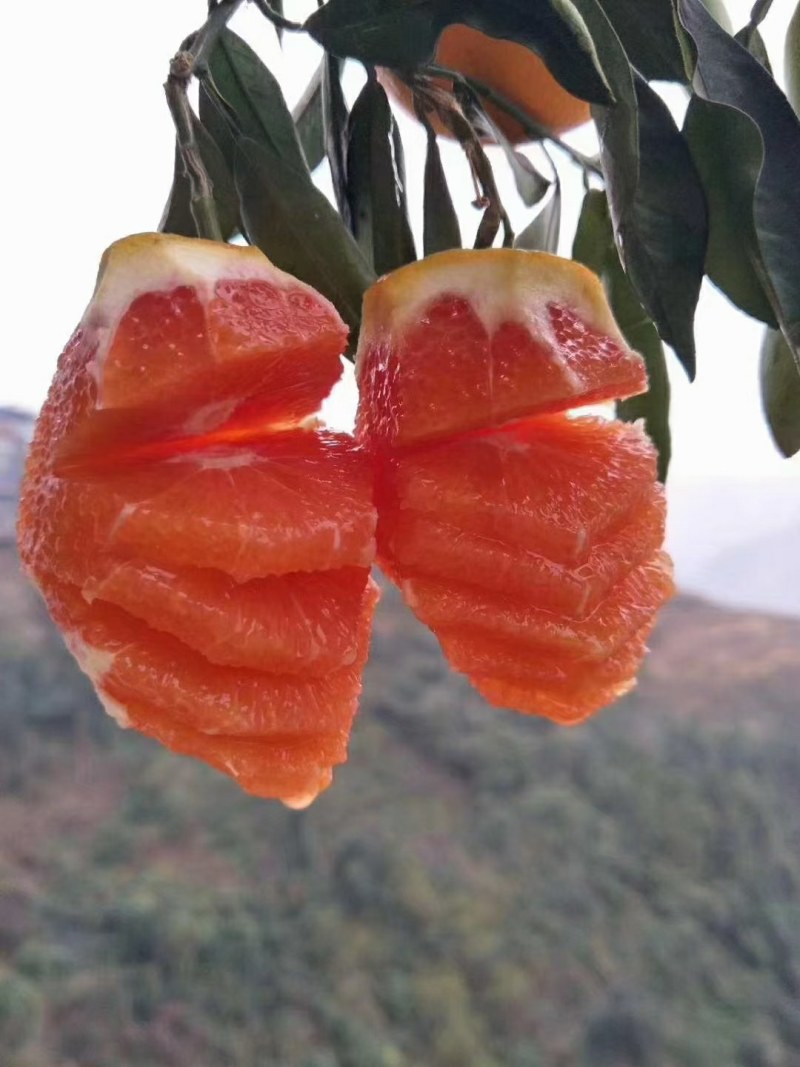 【蜜桔】柑桔，个大皮薄，颜色火红，汁多味甜，一手货源