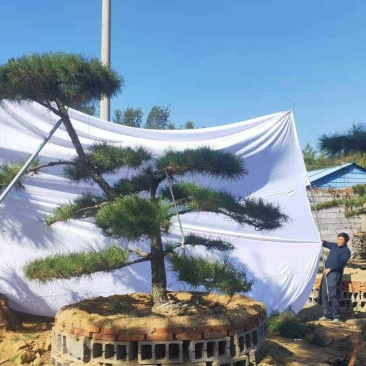 15公分造型黑松品质保证莱芜造型松景观松