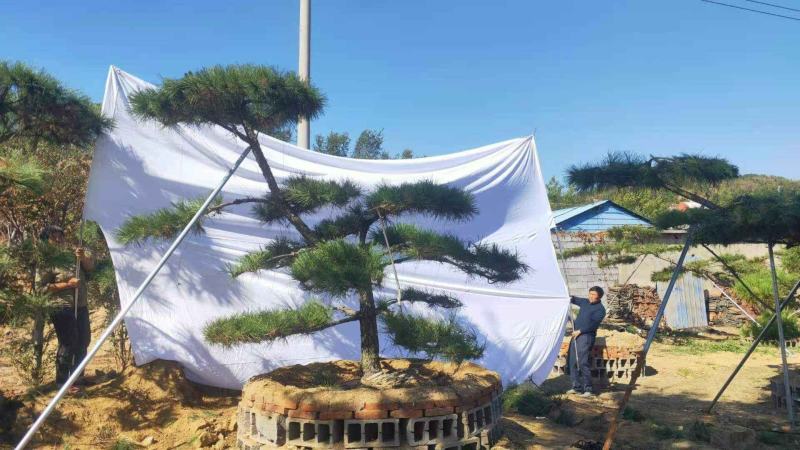 15公分造型黑松品质保证莱芜造型松景观松