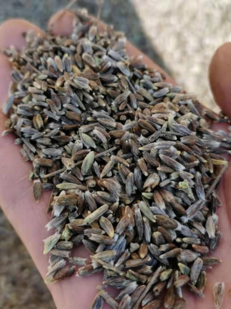 苍术种子出芽率高高产抗病可视频看货欢迎咨询
