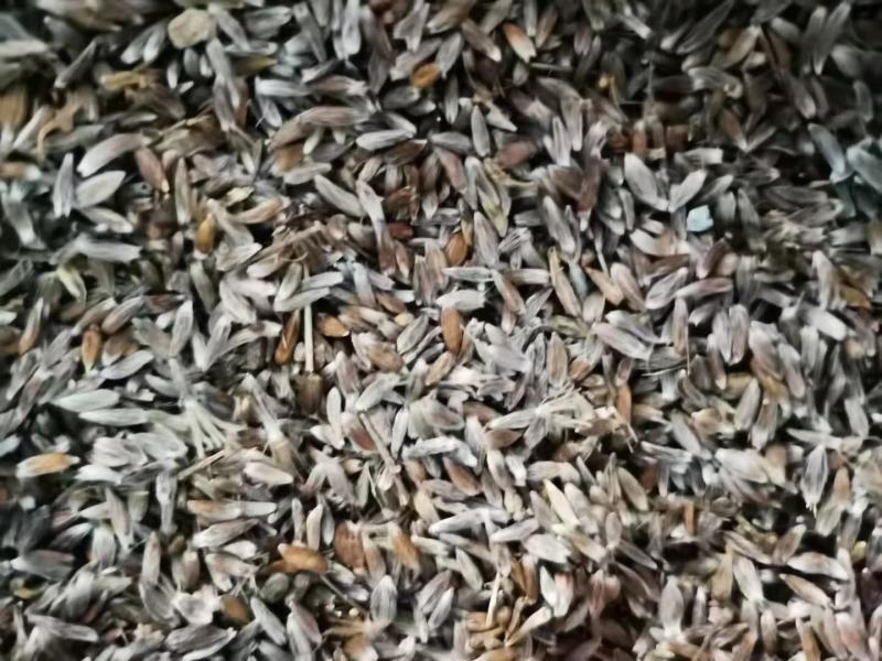 苍术种子出芽率高高产抗病可视频看货欢迎咨询