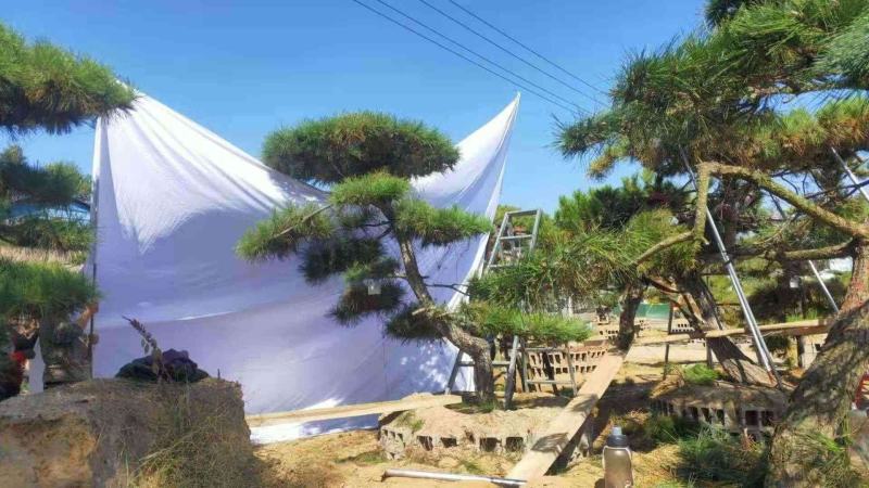15公分造型黑松品质保证莱芜造型松景观松