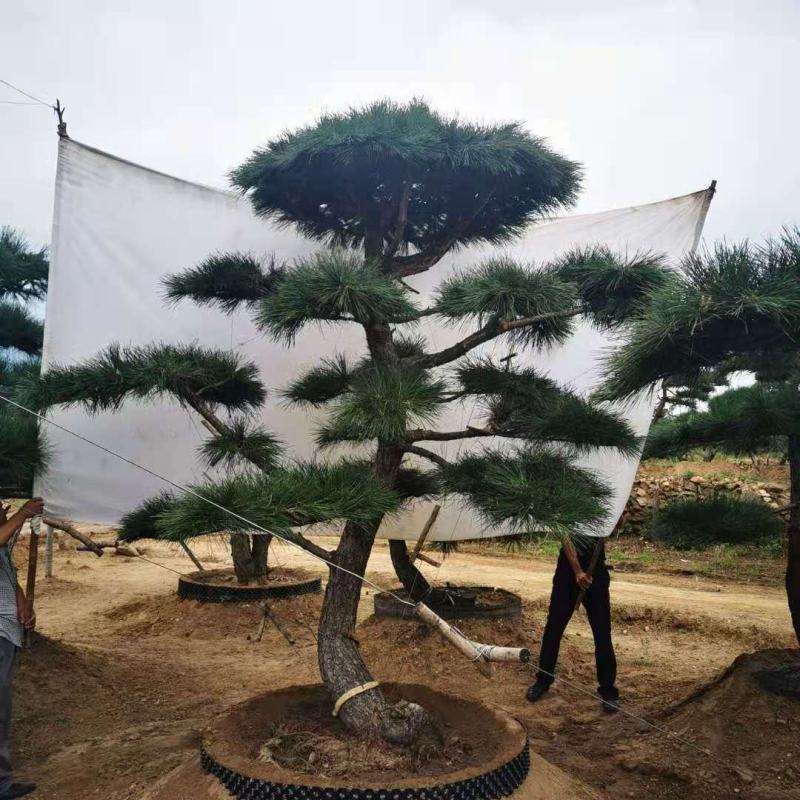 15公分造型黑松品质保证莱芜造型松景观松