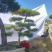 15公分造型黑松品质保证莱芜造型松景观松