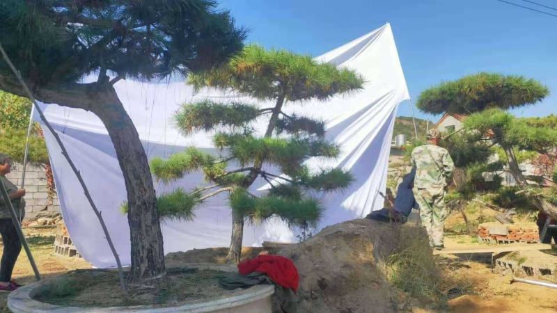 15公分造型黑松品质保证莱芜造型松景观松