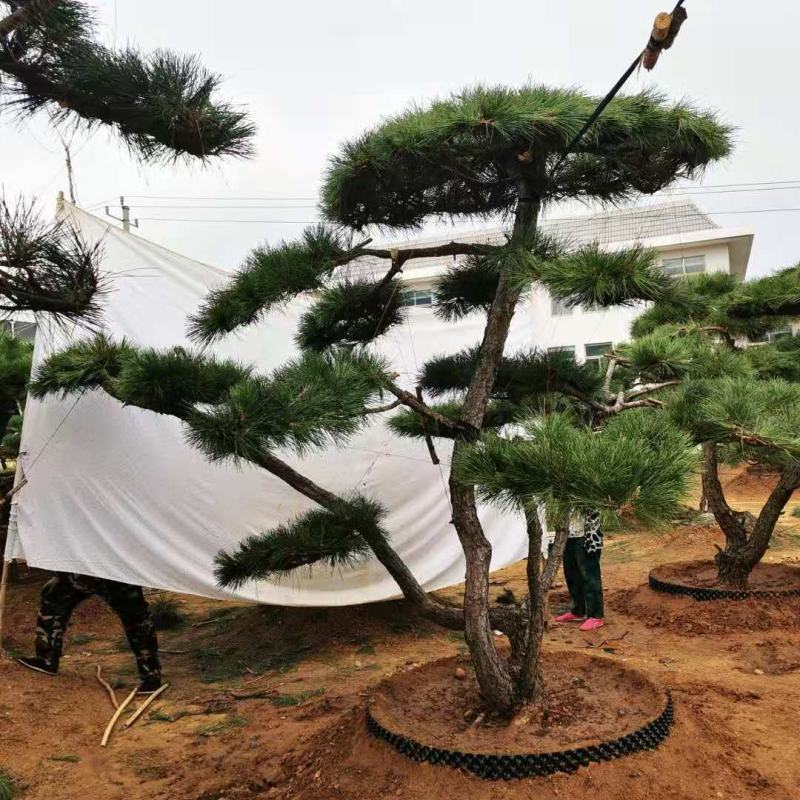 15公分造型黑松品质保证莱芜造型松景观松