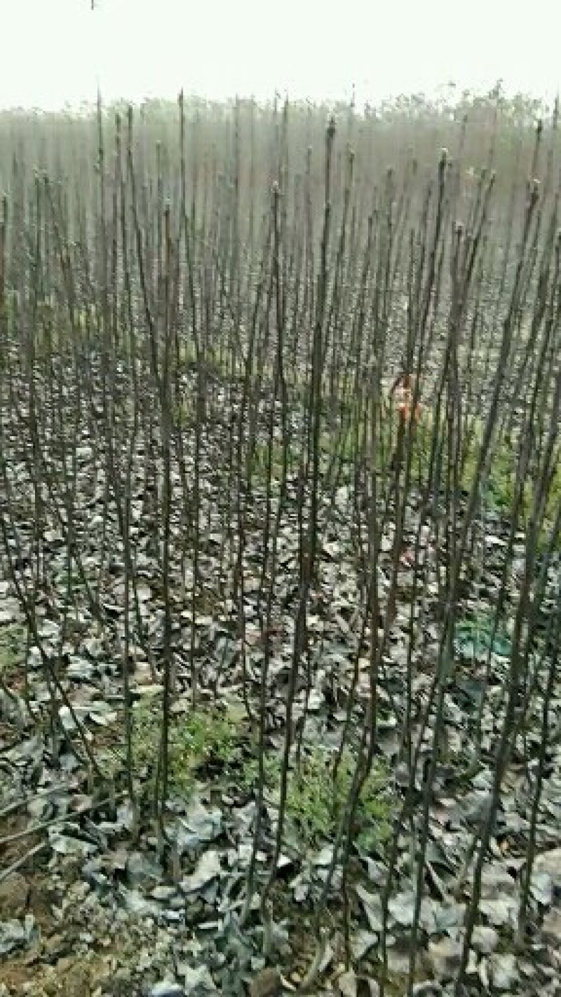 秋月梨晚熟的黄梨品种