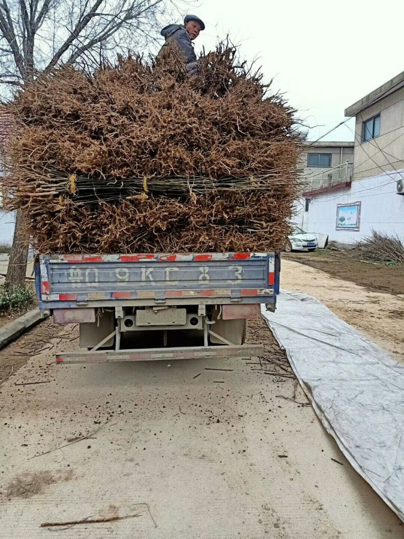 秋月梨晚熟的黄梨品种