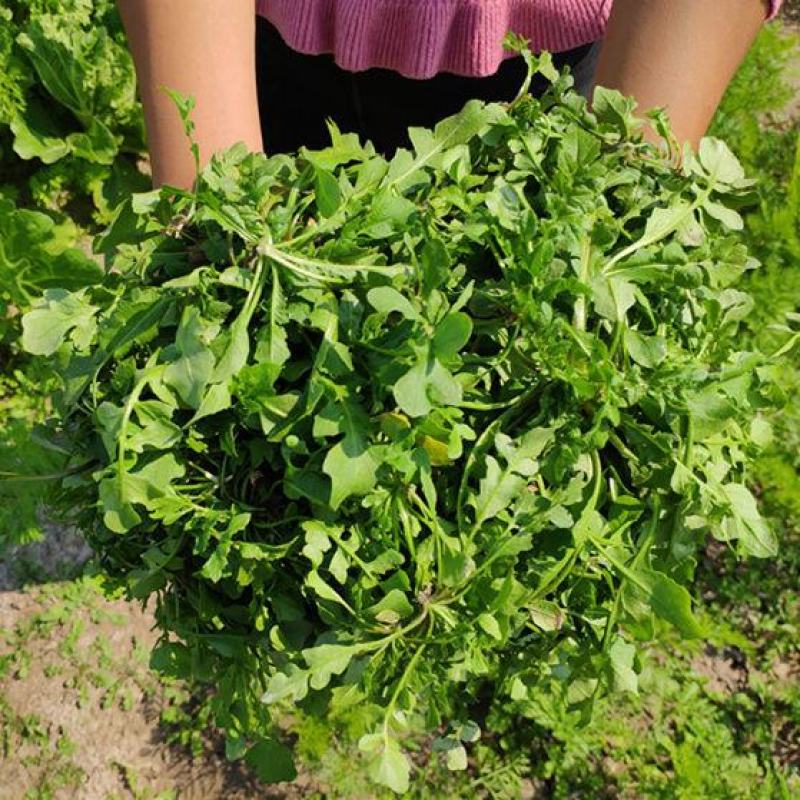 现挖农家野菜荠菜纯野生新鲜蔬菜地菜饺子馄饨馅包邮冷冻地丁