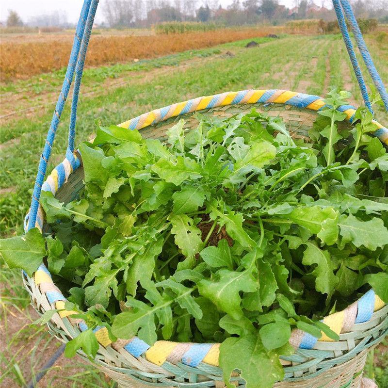 现挖农家野菜荠菜纯野生新鲜蔬菜地菜饺子馄饨馅包邮冷冻地丁