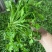 现挖农家野菜荠菜纯野生新鲜蔬菜地菜饺子馄饨馅包邮冷冻地丁