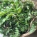 现挖农家野菜荠菜纯野生新鲜蔬菜地菜饺子馄饨馅包邮冷冻地丁
