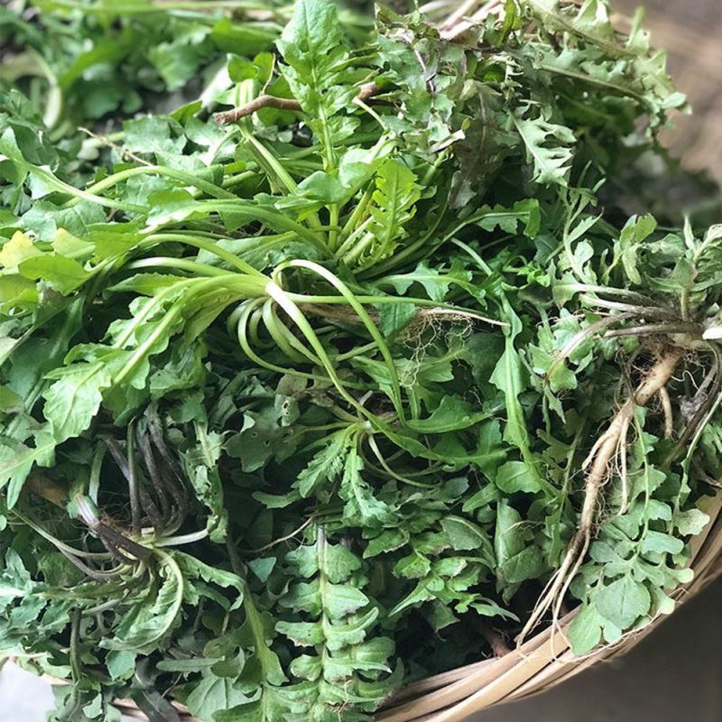 现挖农家野菜荠菜纯野生新鲜蔬菜地菜饺子馄饨馅包邮冷冻地丁