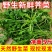 现挖农家野菜荠菜纯野生新鲜蔬菜地菜饺子馄饨馅包邮冷冻地丁