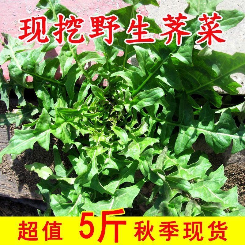 现挖农家野菜荠菜纯野生新鲜蔬菜地菜饺子馄饨馅包邮冷冻地丁