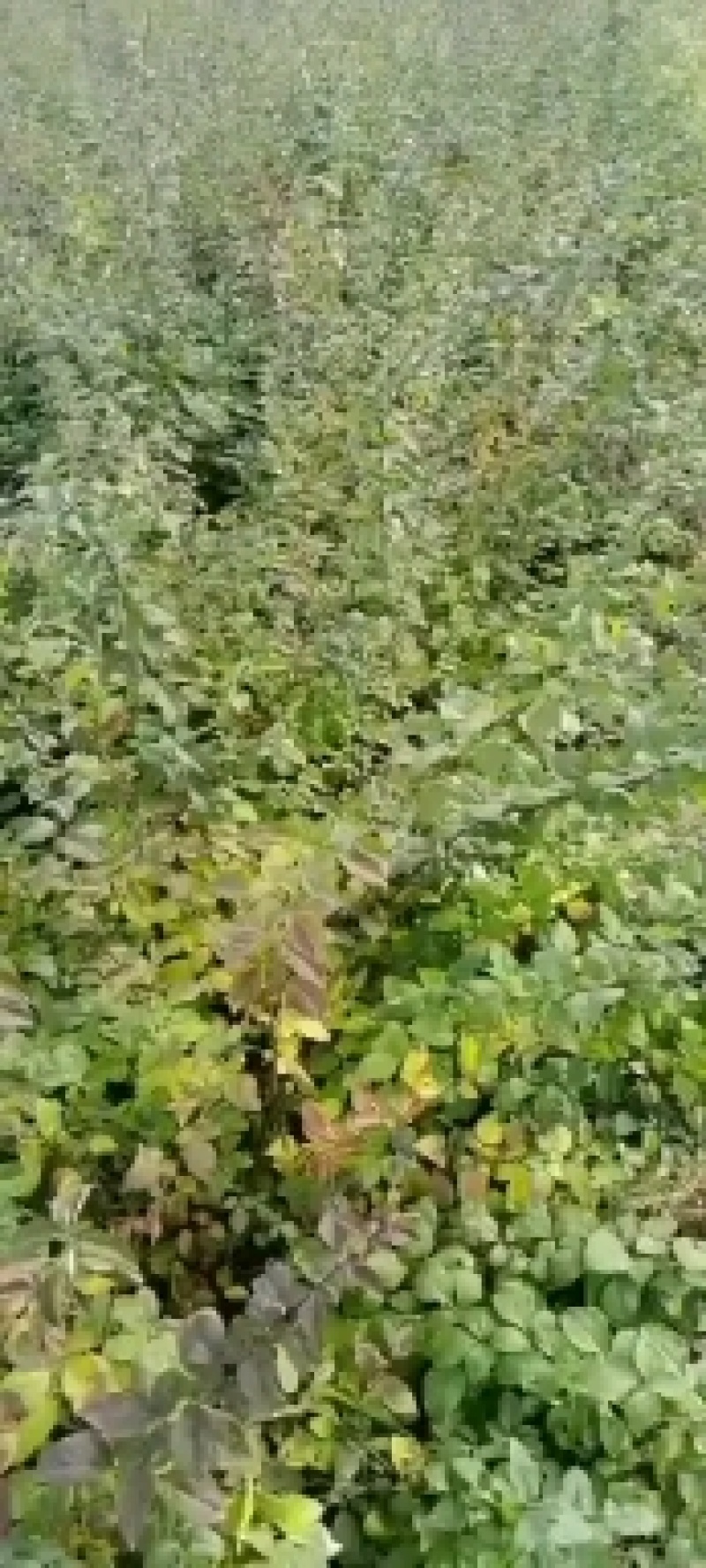 冬青又大叶黄杨：，自己的苗圃，二十万苗木保障质量