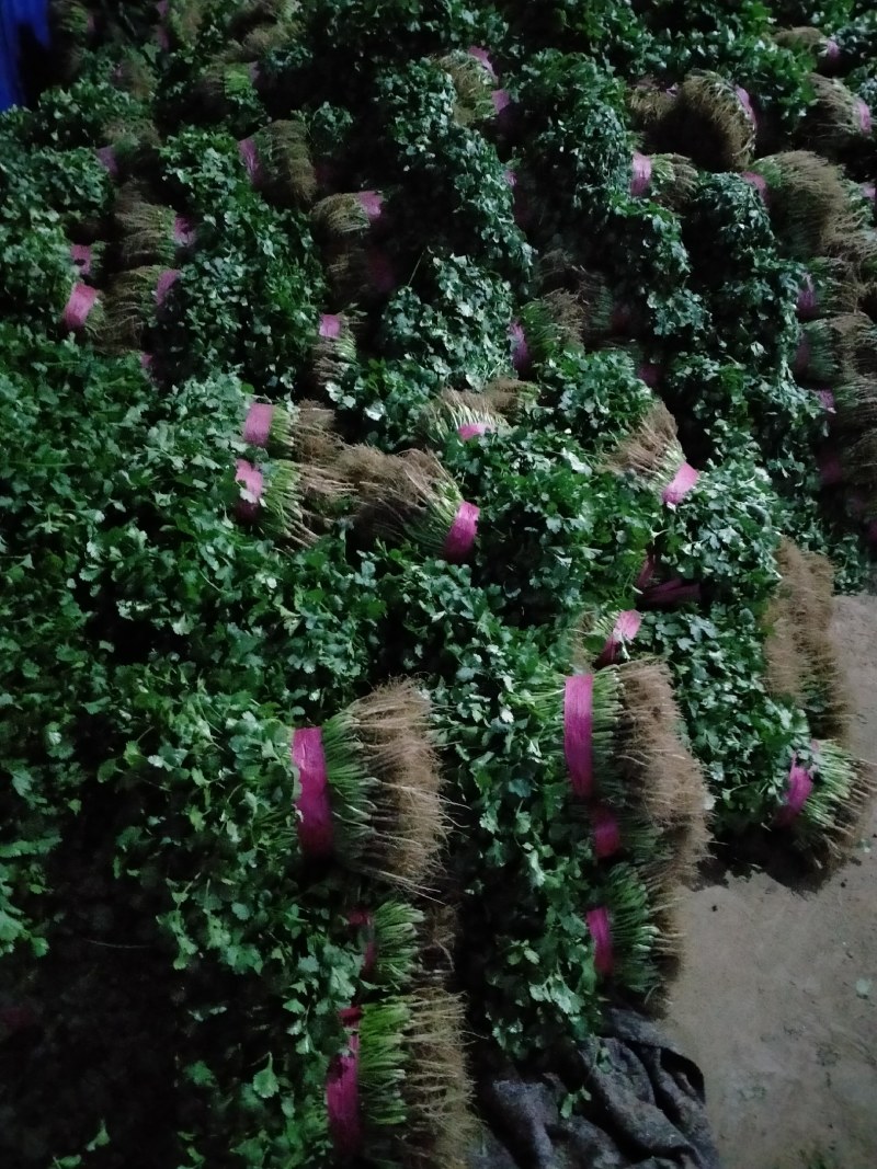 精品大叶香菜产地一手货源保质保量！