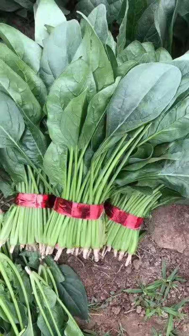 精品大棚菠菜大量上市中，欢迎有实力老板实地考察。