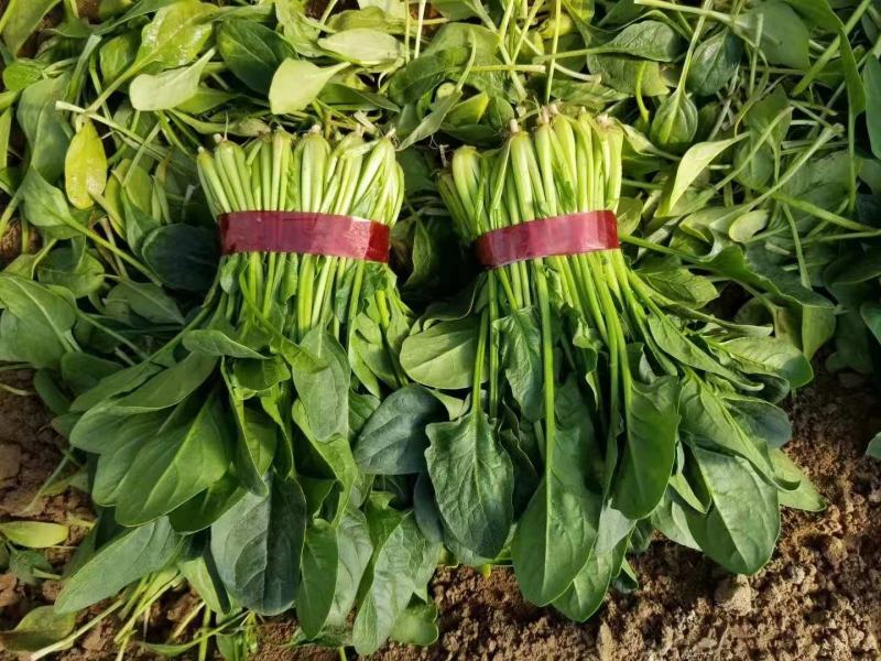 精品大棚菠菜大量上市中，欢迎有实力老板实地考察。